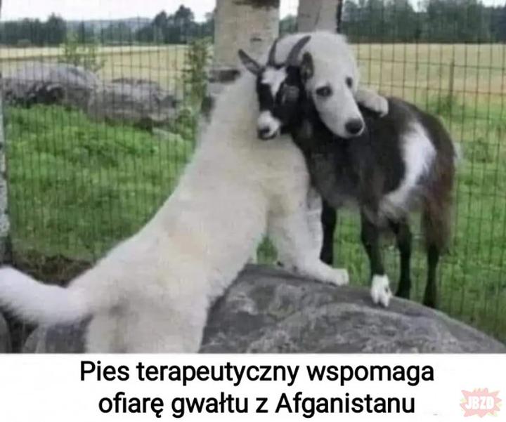 Przygotowanie psa do wsparcia