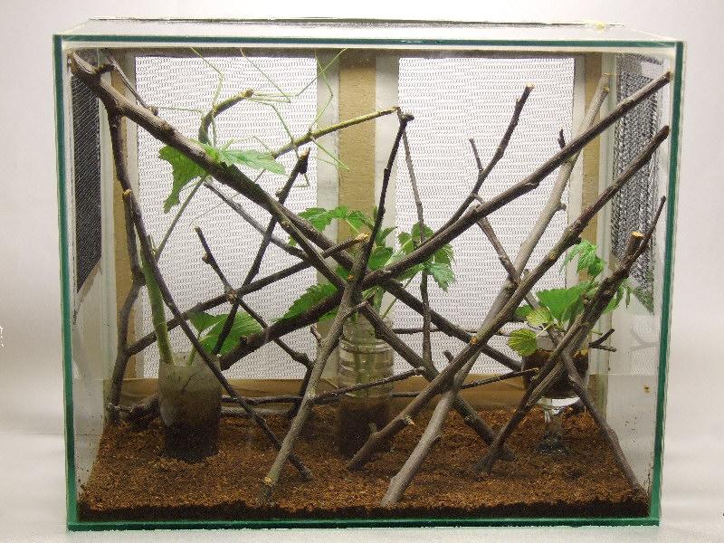 Rośliny do terrarium