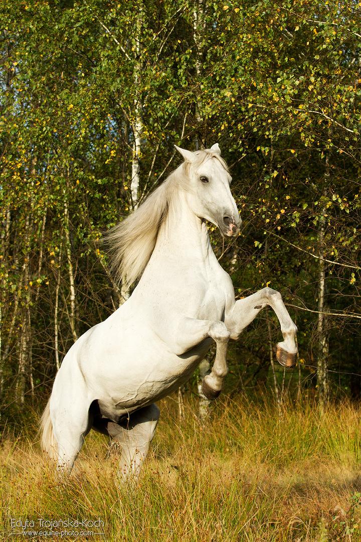 Siwy koń w kulturze
