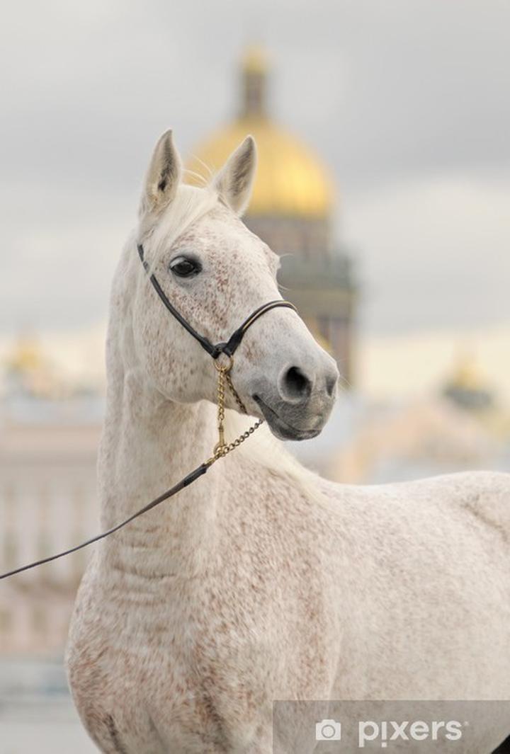 Siwy koń w tradycji