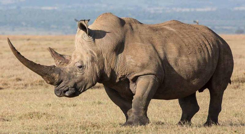 Świat nosorożców