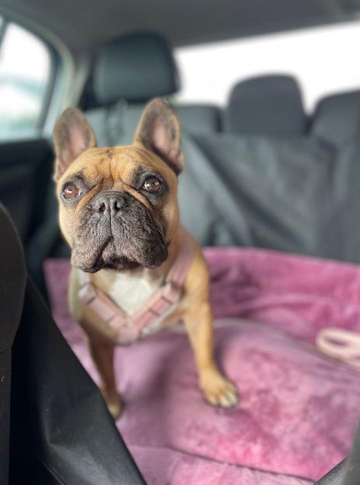 Trening psa na matę