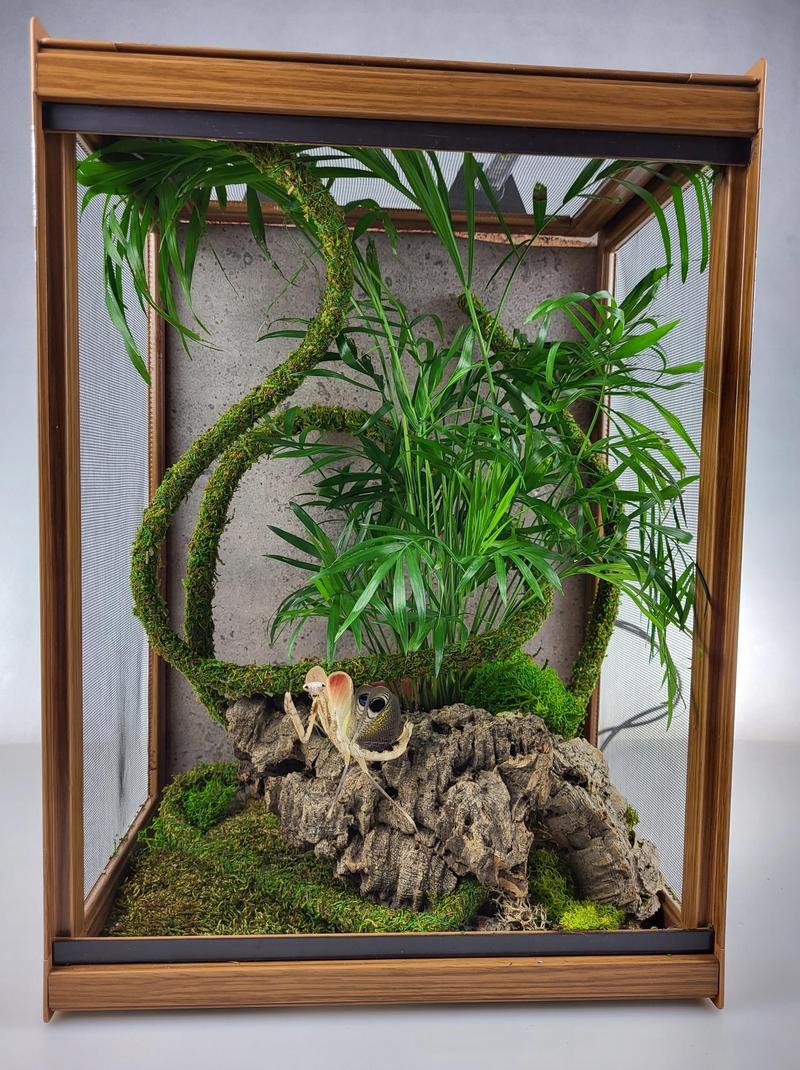 Warunki atmosferyczne patyczaka