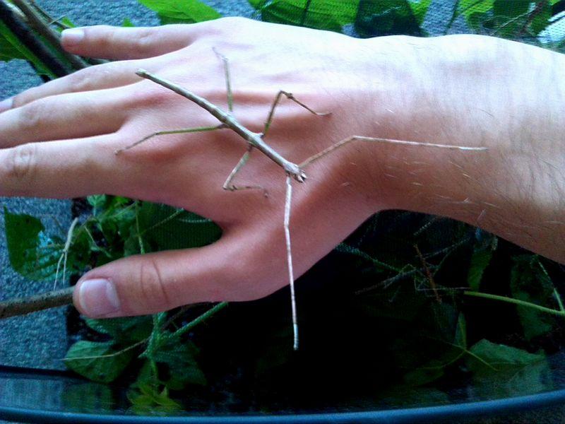 Wyposażenie terrarium