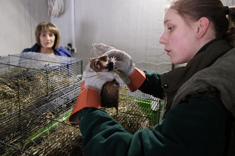 Zabawa i stymulacja chomika