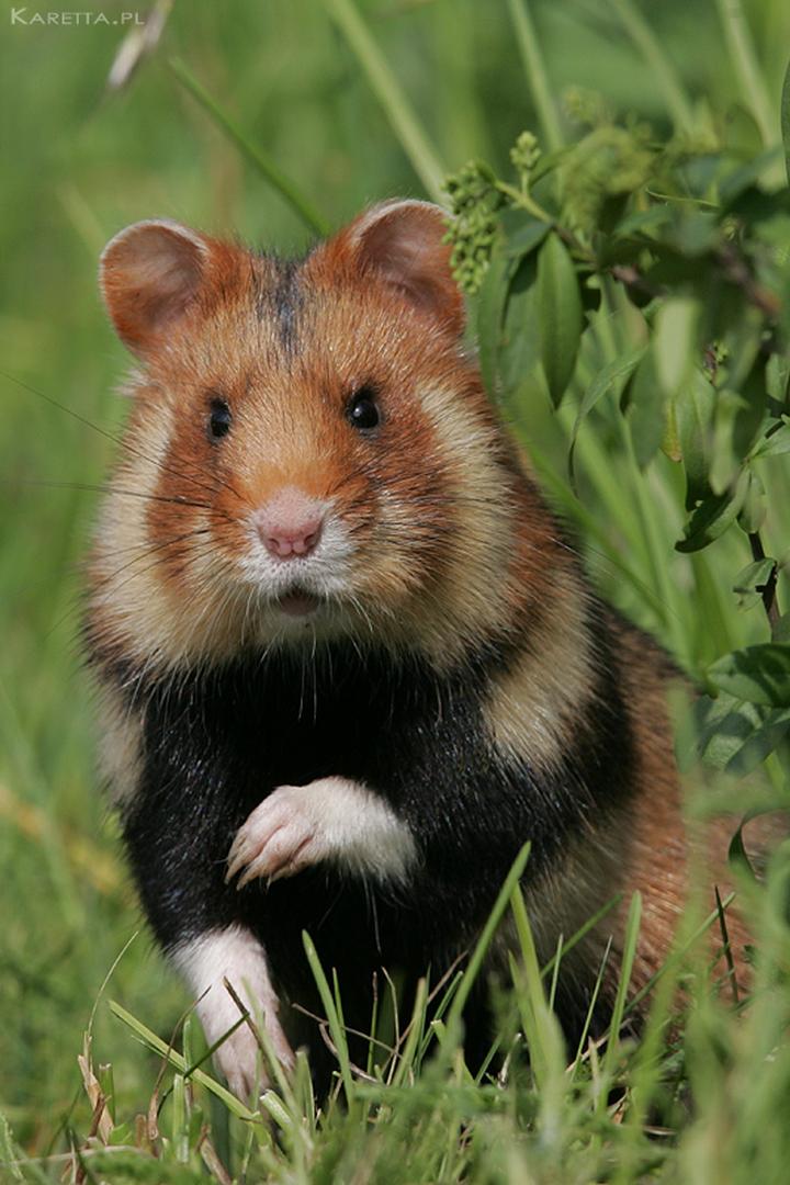 Zdrowie i dieta chomika