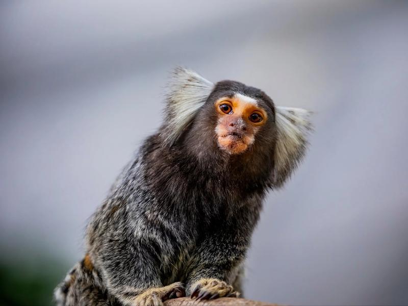 Cudowne marmozety – fascynujące życie małp, które uwodzą urodą