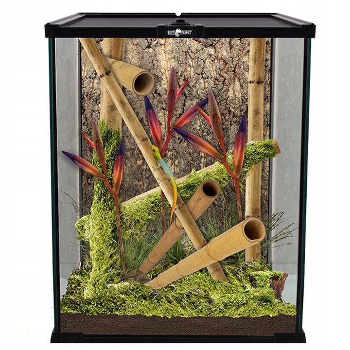 Jak stworzyć idealne terrarium dla patyczaka – poradnik dla początkujących hodowców