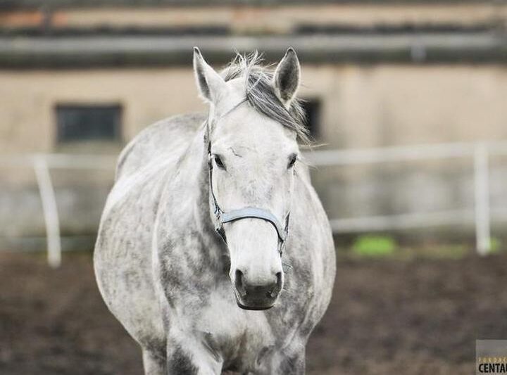 Siwy kon – symbol piękna i siły w kulturze i tradycji