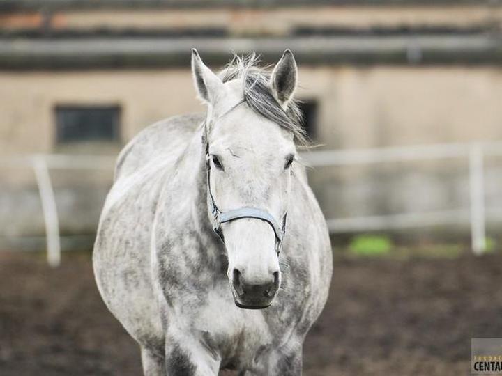 Siwy kon – symbol piękna i siły w kulturze i tradycji