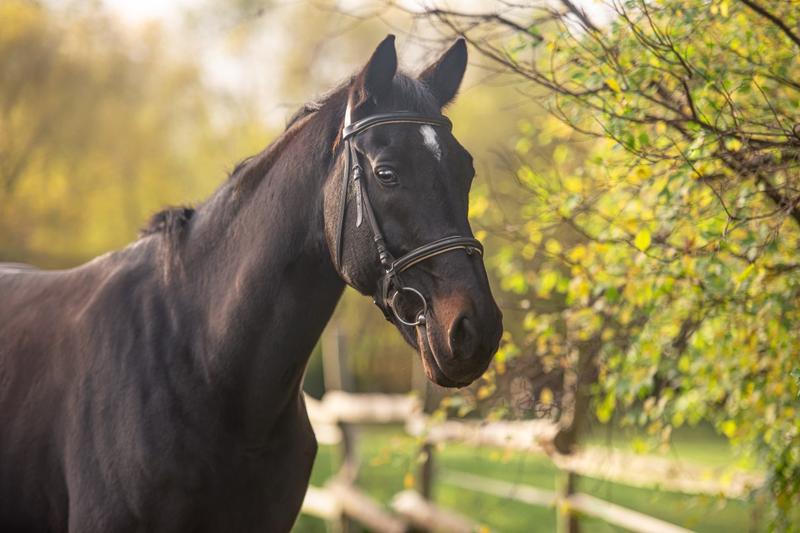 Zaskakujące ciekawostki o koniach, które musisz znać