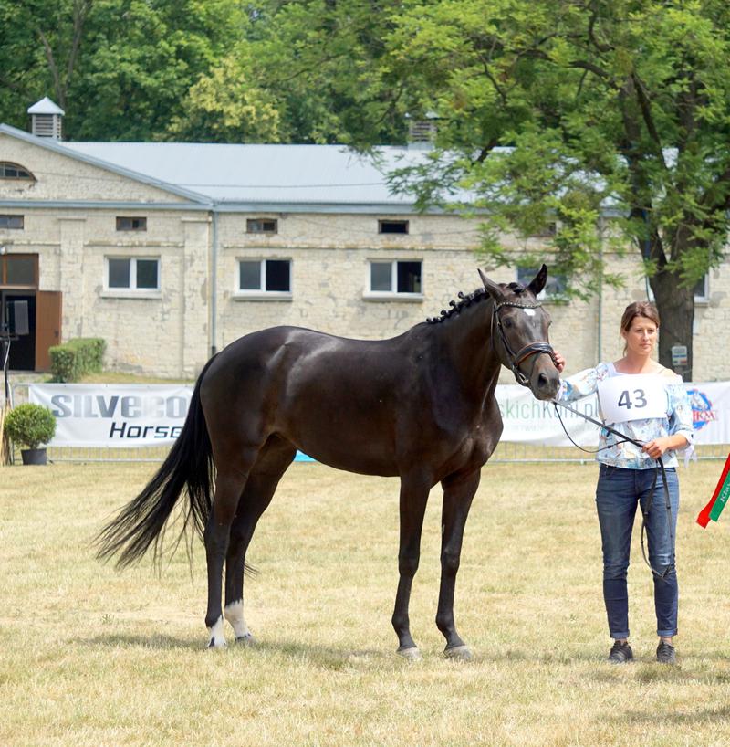 Cechy fizyczne koni małopolskich