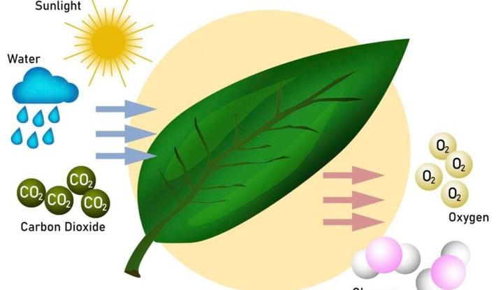 Choroby ryb akwariowych