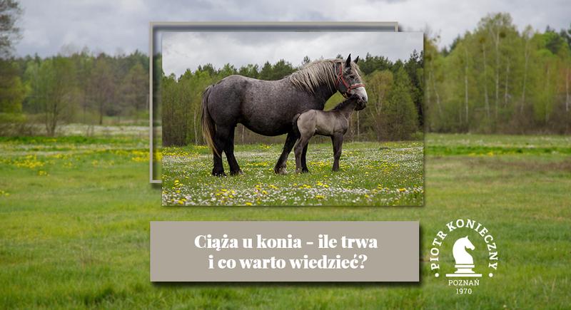 Ciąża u koni