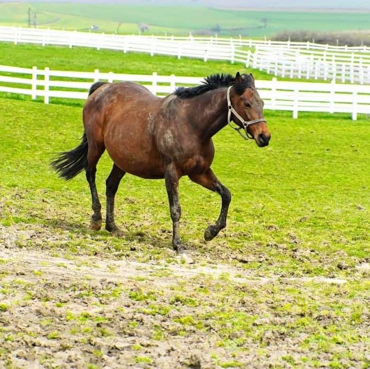 Czas trwania ciąży koni