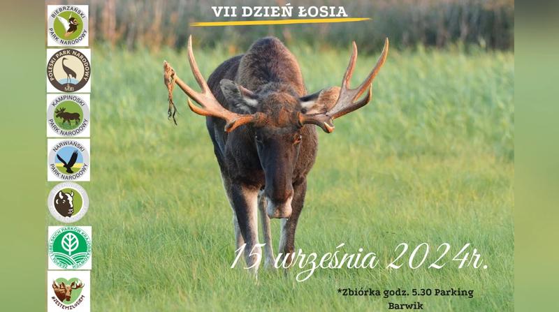 Dekoracje inspirowane łosiem