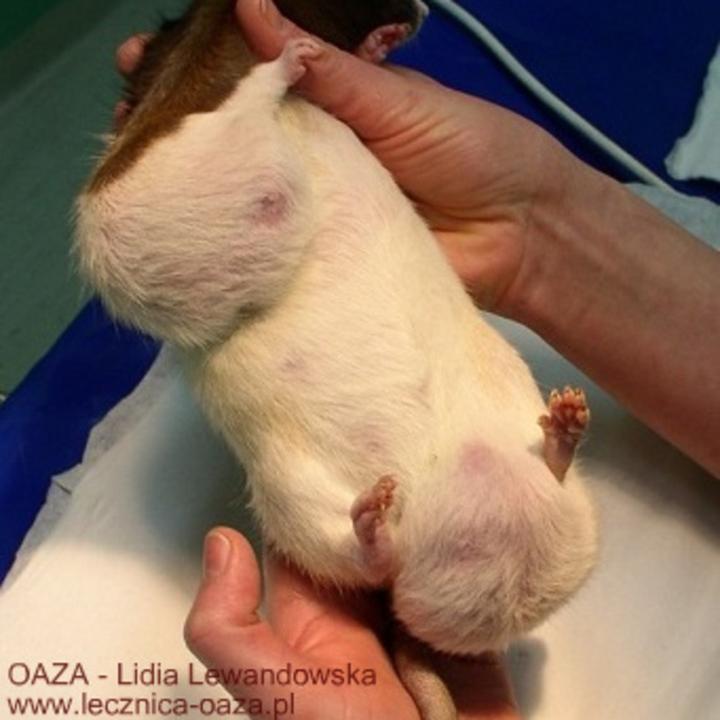 Diagnostyka guza gryzoni