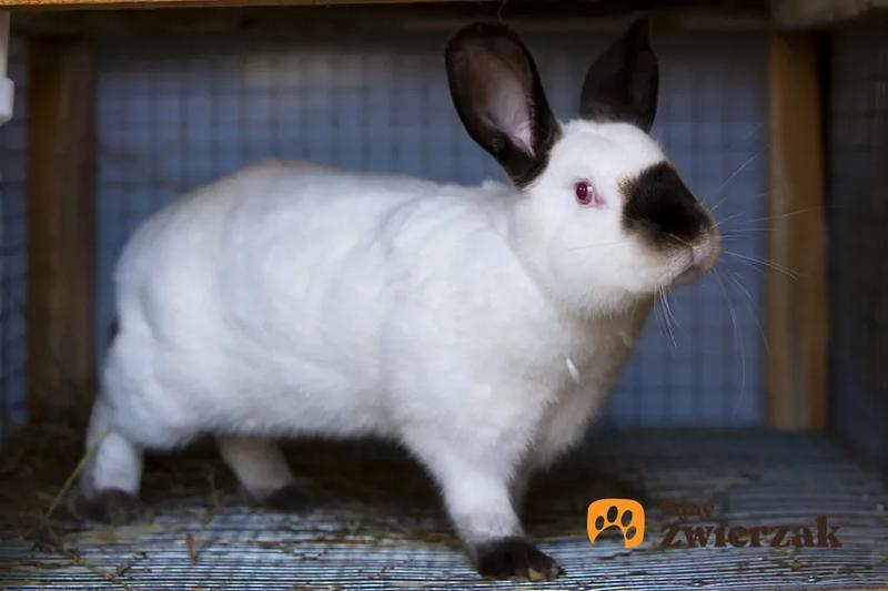 Dieta królika kalifornijskiego