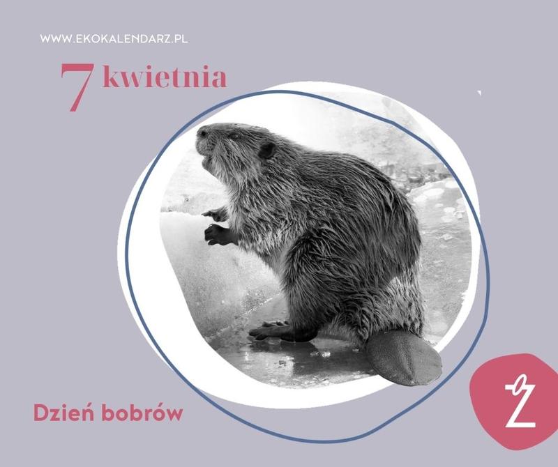 Dzień Bobra
