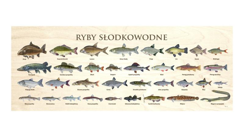 Gatunki ryb akwariowych