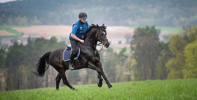 Historia koni małopolskich