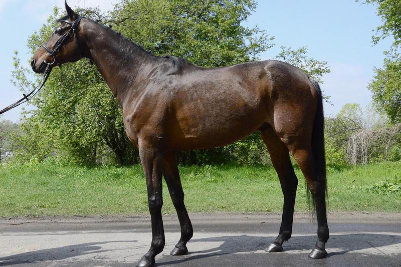 Historia koni pełnej krwi