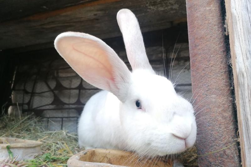 Hodowla królików w domu