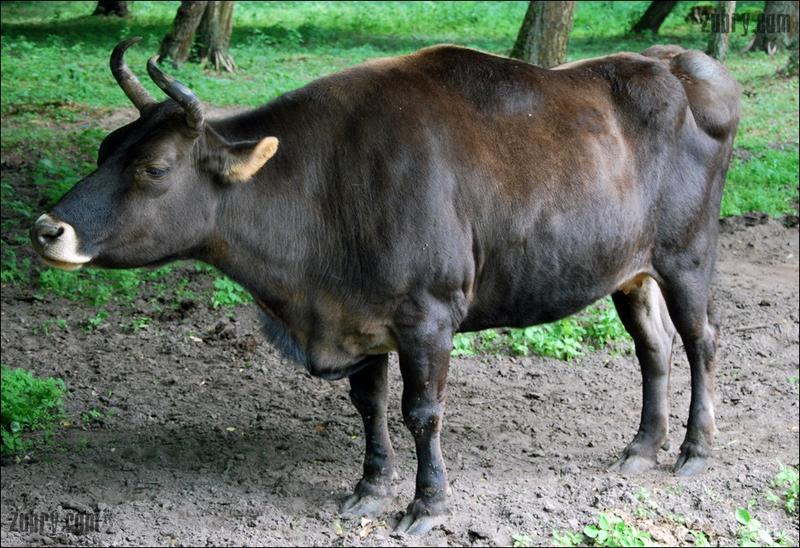 Interakcje zubrona z innymi gatunkami