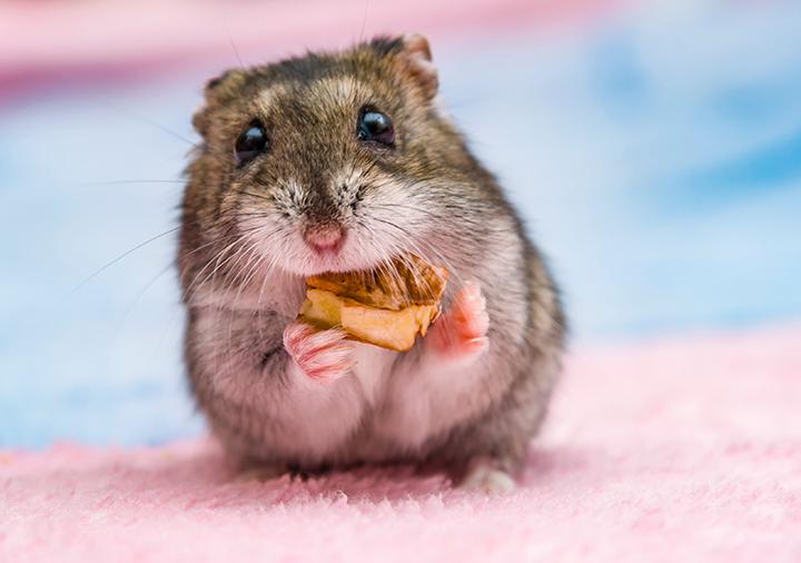 Jak pozbyć się pcheł