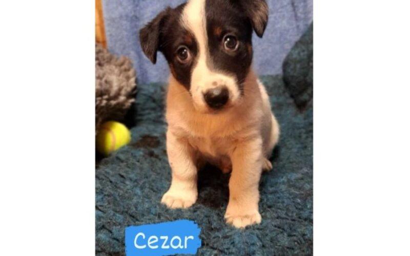 Jak wybrać szczeniaka