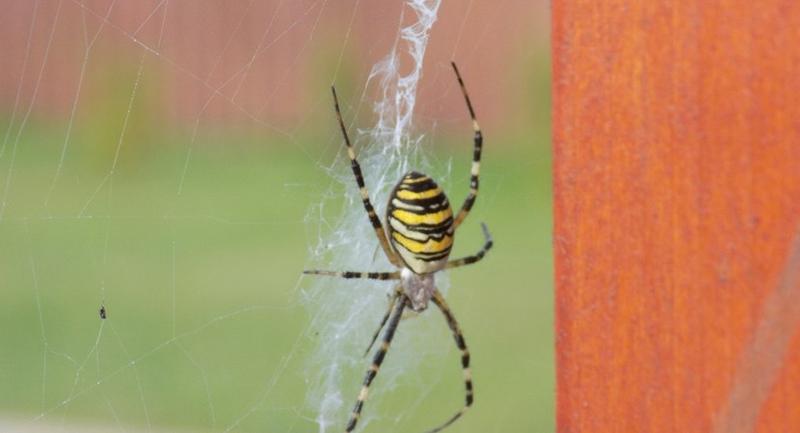 Kolorowe drapieżniki