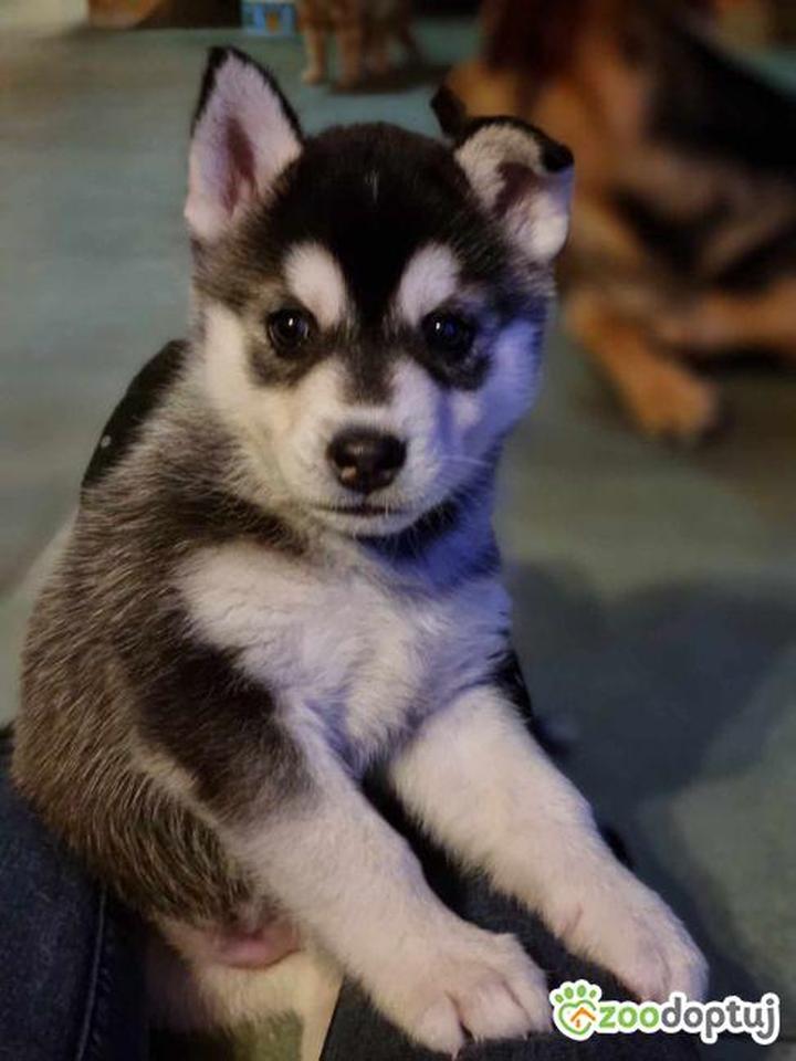 Korzyści emocjonalne z psa