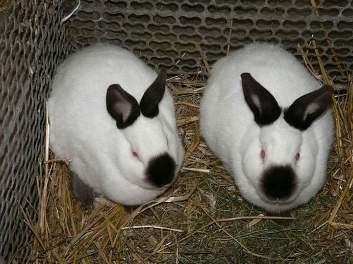 Królik kalifornijski