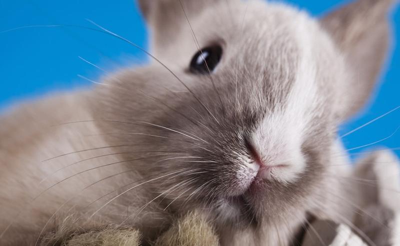 Miniaturowe króliki