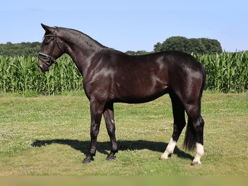 Naturalne środowisko koni