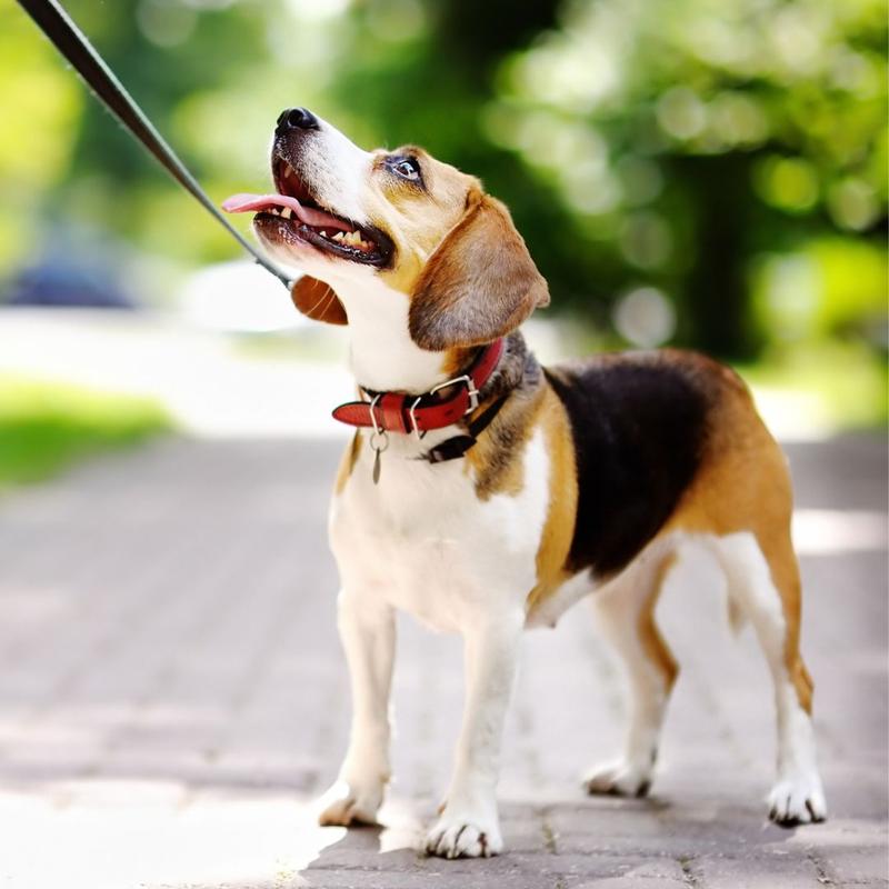 Nauka chodzenia na smyczy