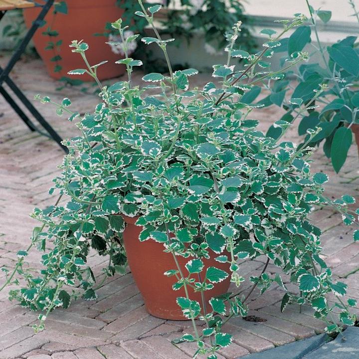 Nocne ataki komarów