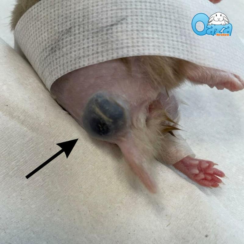 Objawy guzów u gryzoni