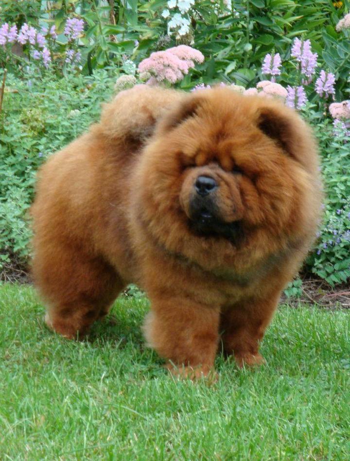 Odpowiedzialność hodowców psów