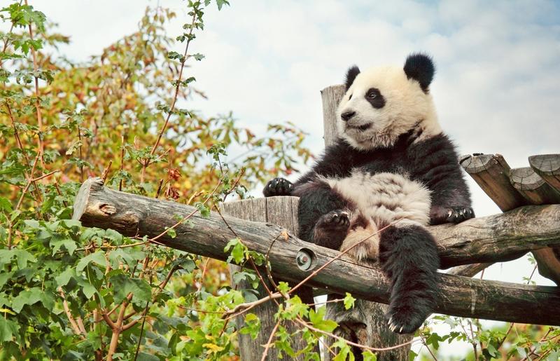 Ogród Zoologiczny w Austrii