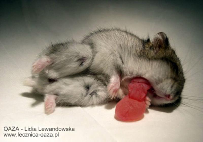 Opieka nad chomikiem