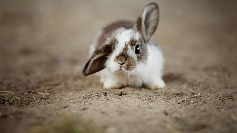 Opieka nad królikami