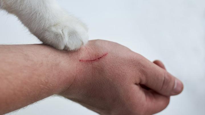 Pielęgnacja ran kocich