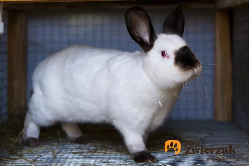 Przestrzeń życiowa królików