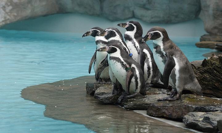 Przygoda dla rodziny