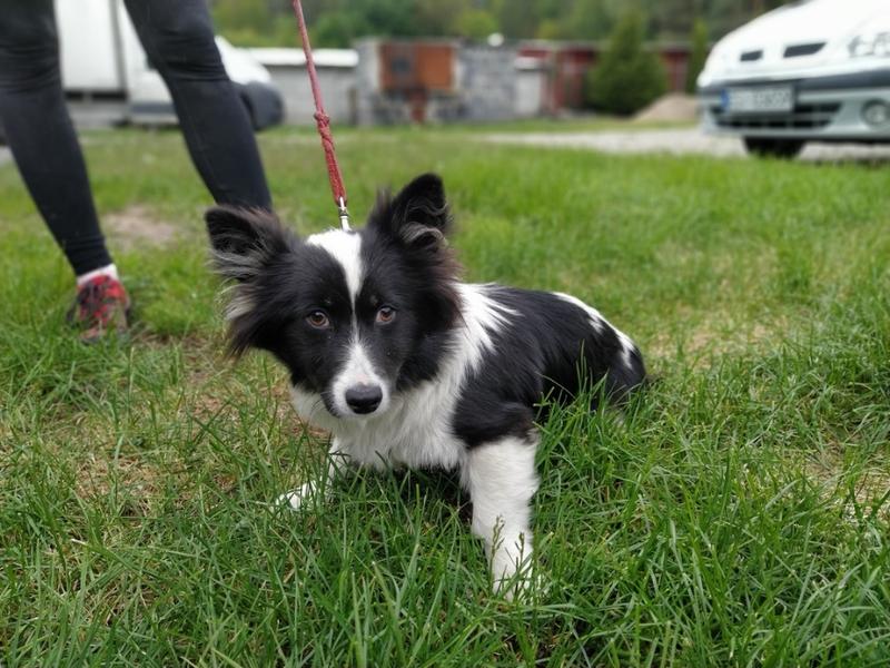 Przyjęcie psa do domu