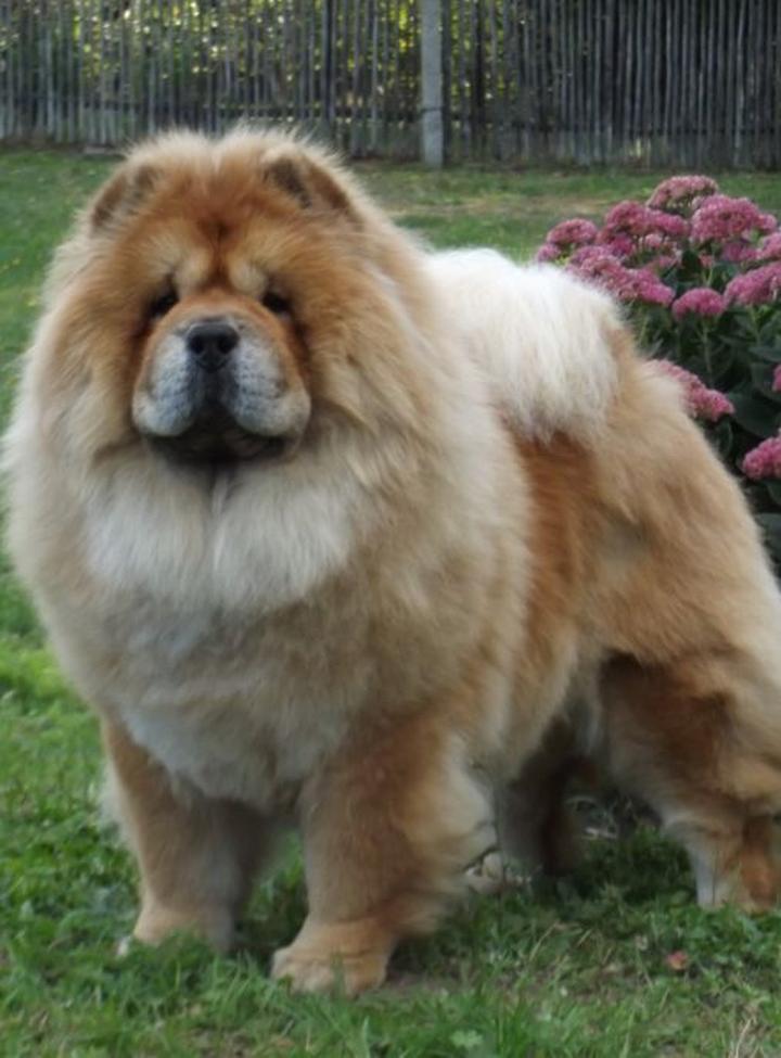 Psychiczne dobrostan psów