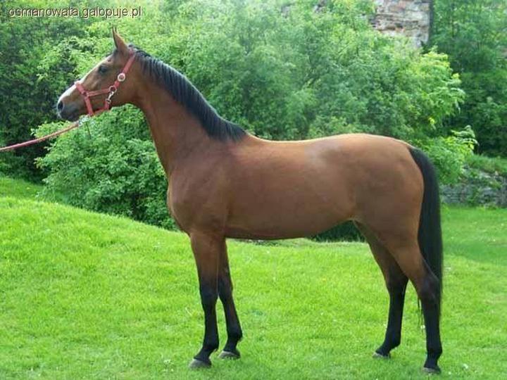 Rola koni w kulturze