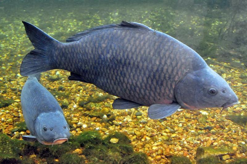 Ryby roślinożerne w akwarium