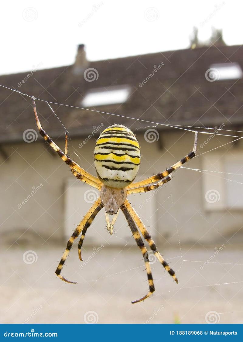 Sekretne życie pająków